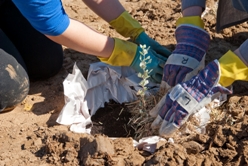 Planting a tree