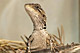 jacky-lizard-thb.jpg
