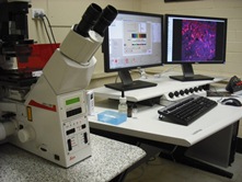The Leica TCS SP2 laser scanning confocal microscope.