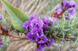 Hardenbergia violacea