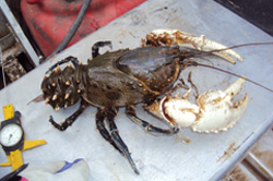 Crayfish