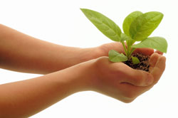 Cupped hands holding a fragile seedling