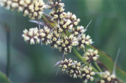 Lomandra, the food plant of the Symmomus Skipper Butterfly