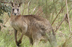 eastern grey kangaroo