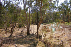 Gresswell Forest Creek east branch