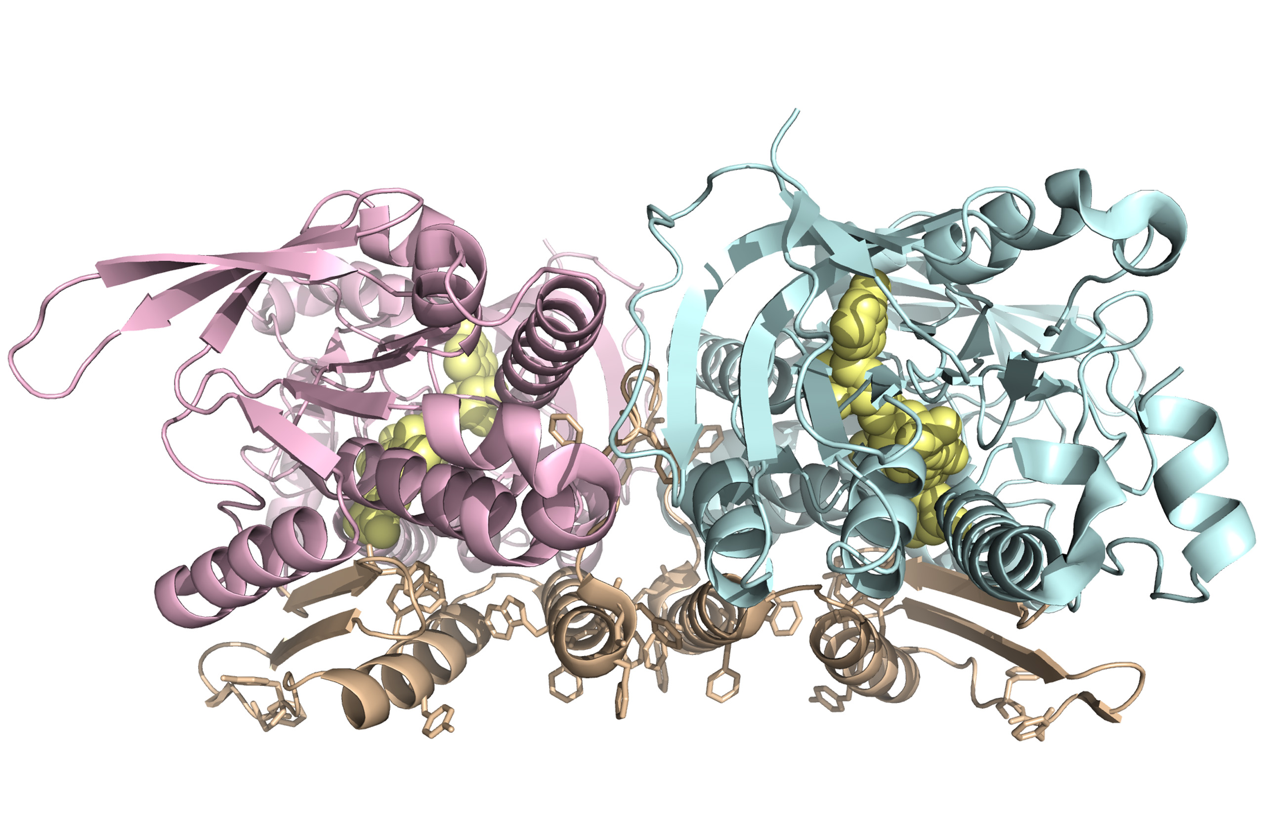 Protein stucture under the microscope, News, La Trobe University