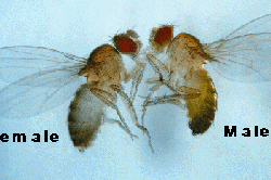 vinegar fly