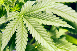 marijuana
