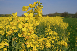 canola plant