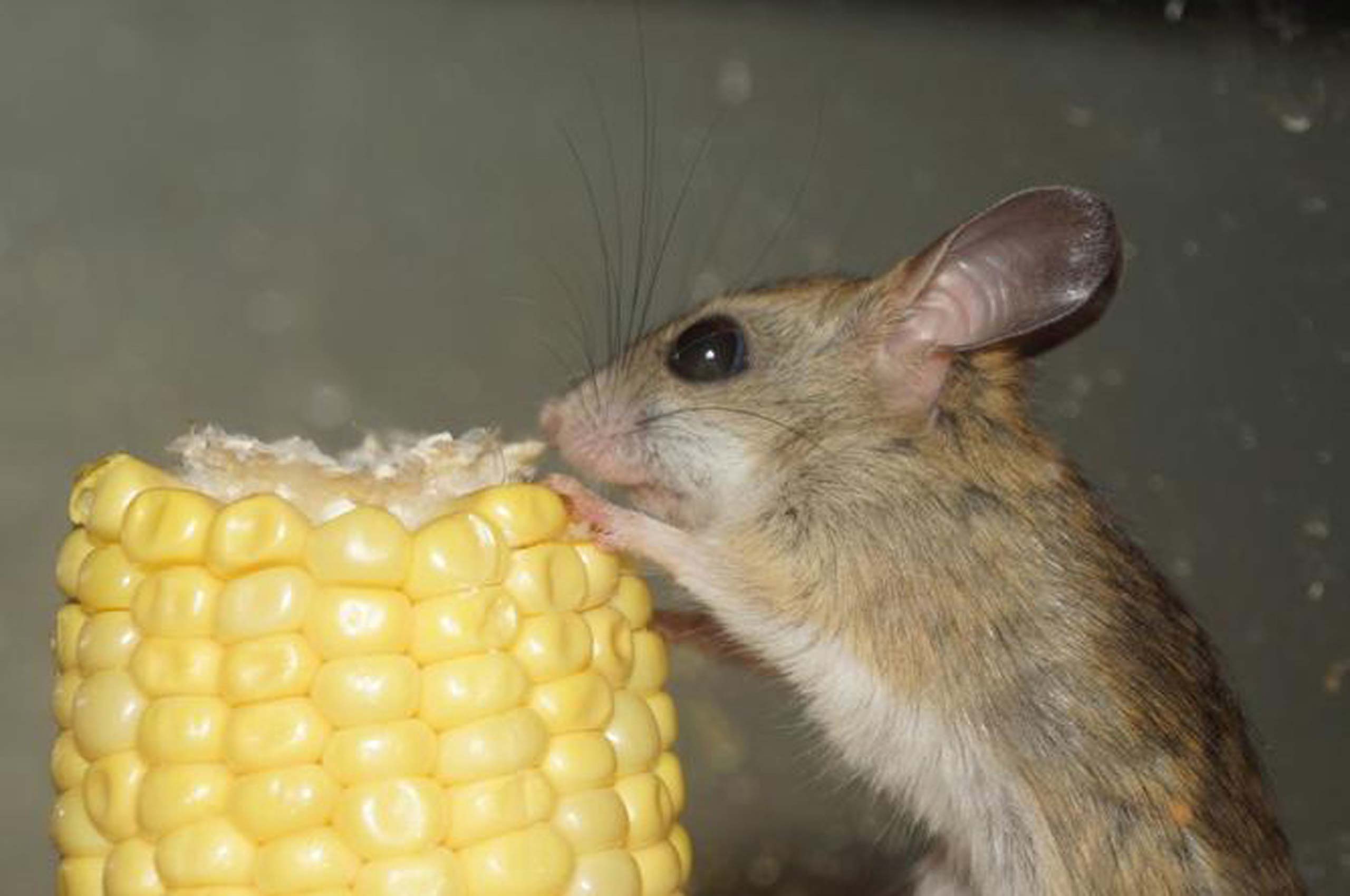 'Ugly' animals need research funding too, News, La Trobe University