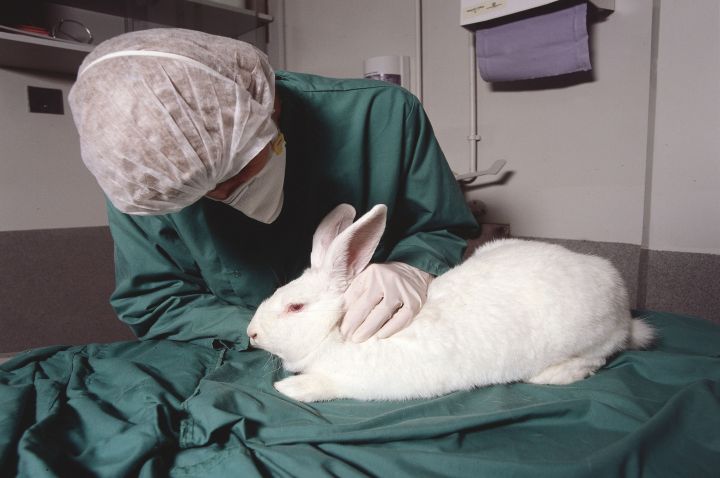Calls for transparency on animal testing, News, La Trobe