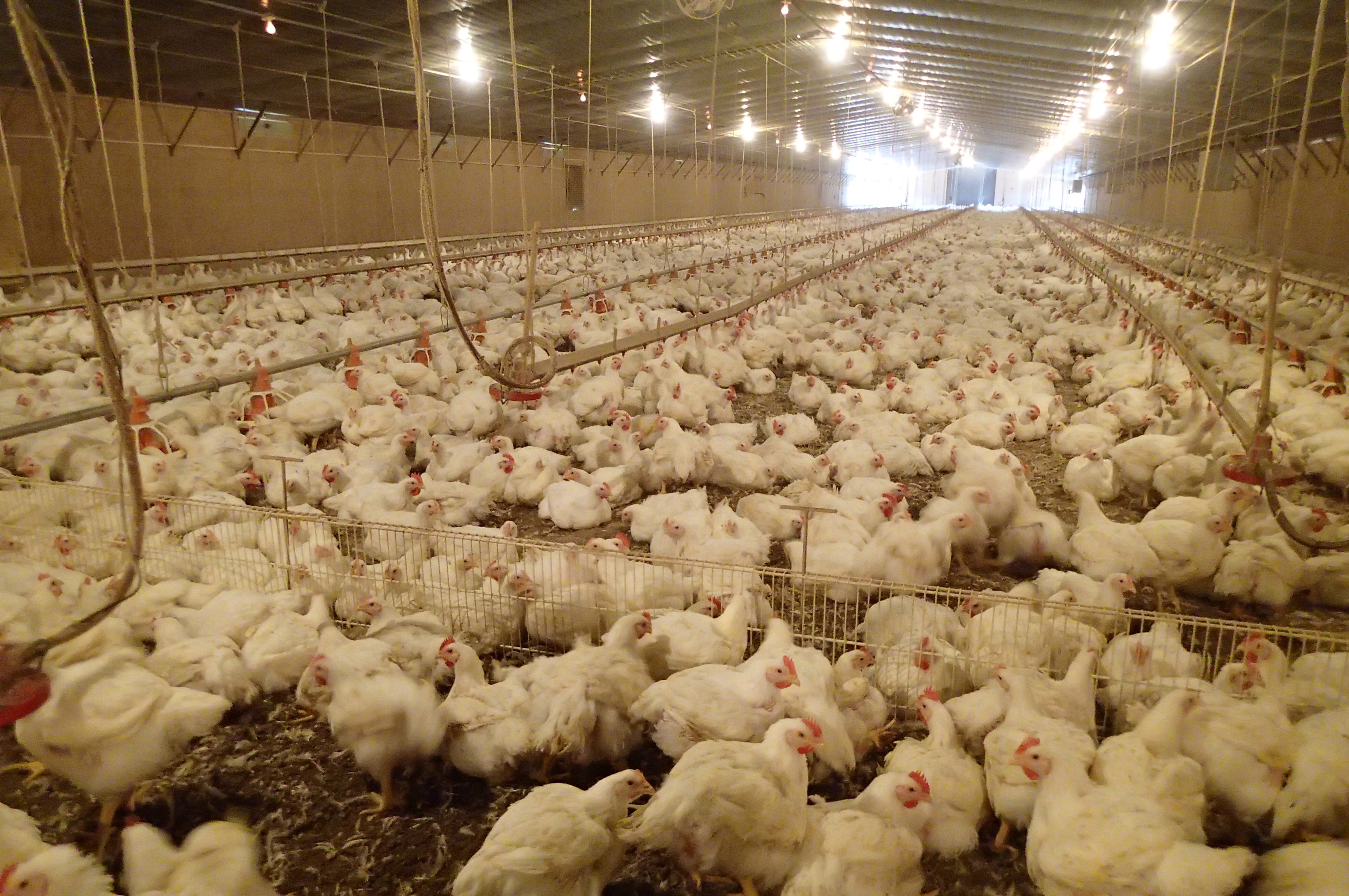 Opposition to broiler farms on the rise, News, La Trobe University