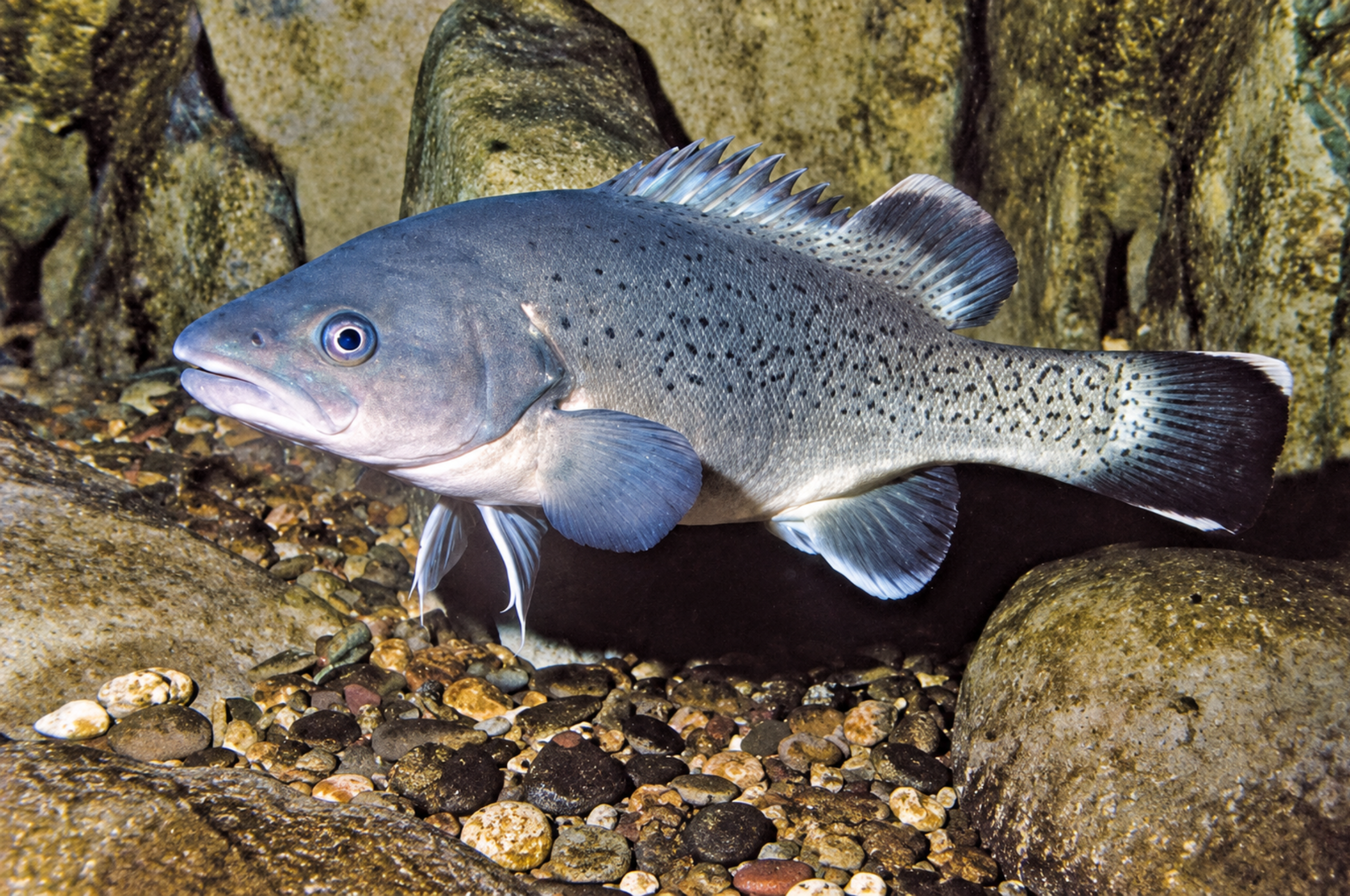 Freshwater fish