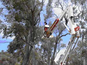 We used a cherrypicker to make observations of ants using arboreal sugars in the canopies of trees in remnant bushland. Some ants feed predominantly on sugars derived from plants, such as nectar and honeydew, a waste product excreted by sap-sucking bugs including tree hoppers and scale insects. (Photo by Natalie Banks 2006)