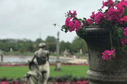 Photograph of a bee landing on a stone planter filled with pink geraniums. In the background is a French formal garden with stone-edged square lake, lawn, pink flowering borders, stone pillars and a statue facing away from the viewer.