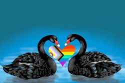 Painting of two black swans floating on a bright teal lake, their beaks together and necks in a heart shape, around a cutout heart filled with a design of the Progress Pride flag