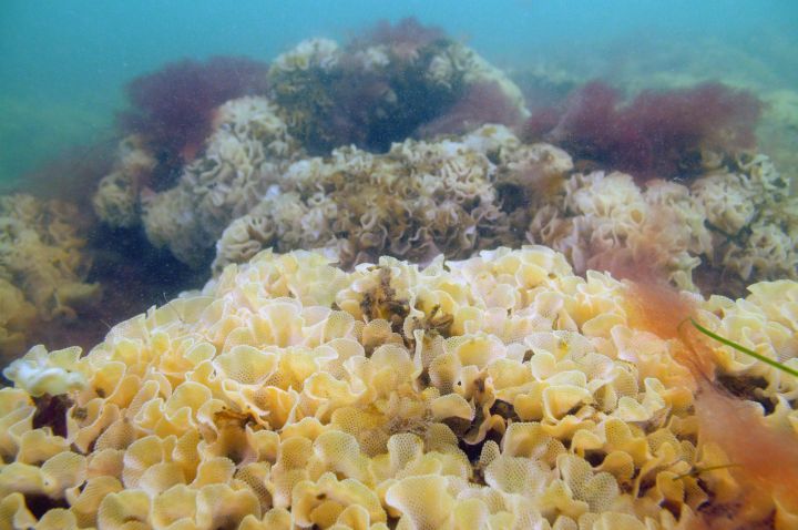 Bryozoan reef habitat