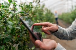 Image - Smart Farming