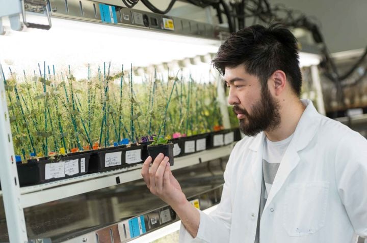 Researcher looking at a plant.