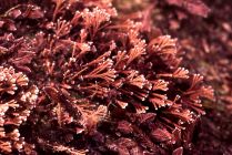 Coralline algae, Western Port Bay, Victoria