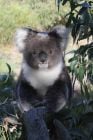 Koala wearing a cap recording brain activity and muscle tone to monitor sleep. 