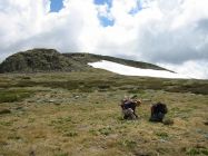 Alpine snow patches support restricted plant communities and will be very vulnerable to climate change. Photo: Sera Cutler