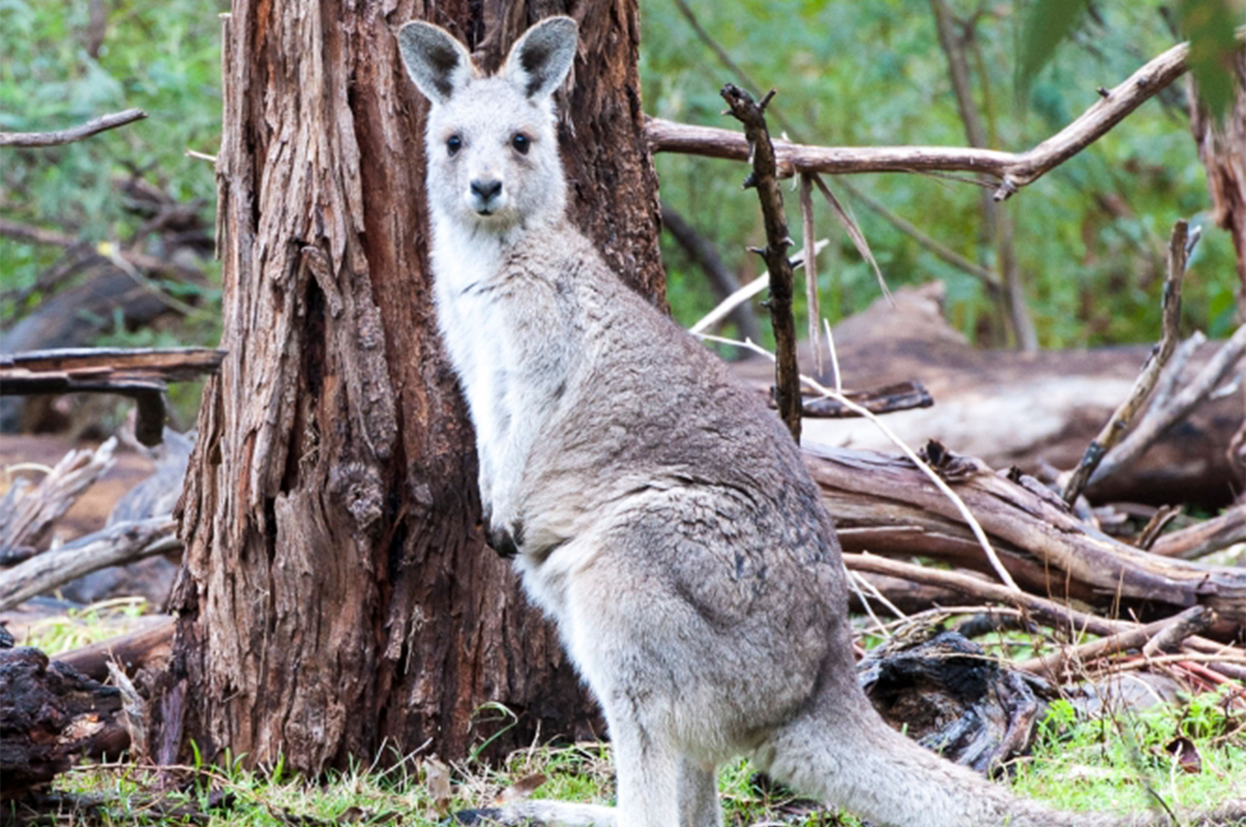 Kangaroo in Ecocorridor