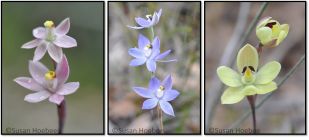 Various Thelymitra spp. Photo: S. Hoebee