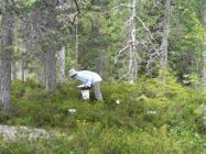 Fieldwork looking at competitive interactions in ant assemblages in Swedish forests. In this study we tested how microhabitat structure affected foraging success in phylogenetically distinct ant faunas in Australia, Sweden and Africa. (Photo by Gibb 2007)