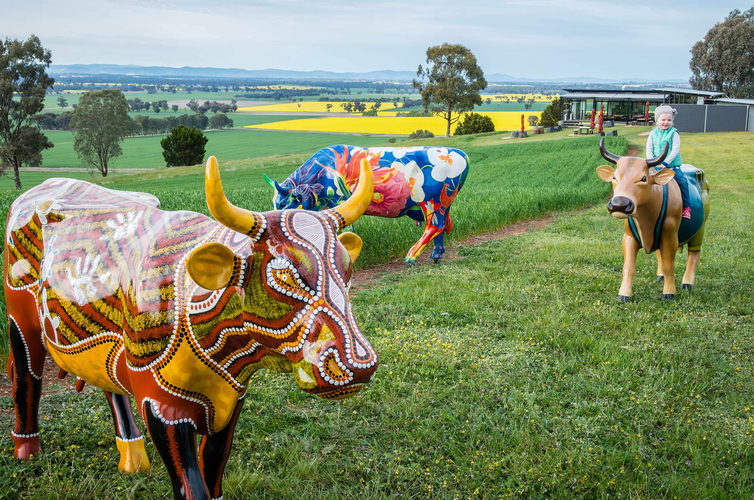 A group of cow shaped sculptures in a canola field.