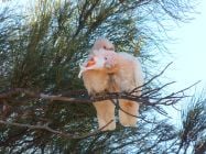 Pink cockatoos are intelligent long-lived species. These two birds preen one another for hygiene and to maintain social bonds. 