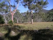 Serpentine habitat in NE Victoria.