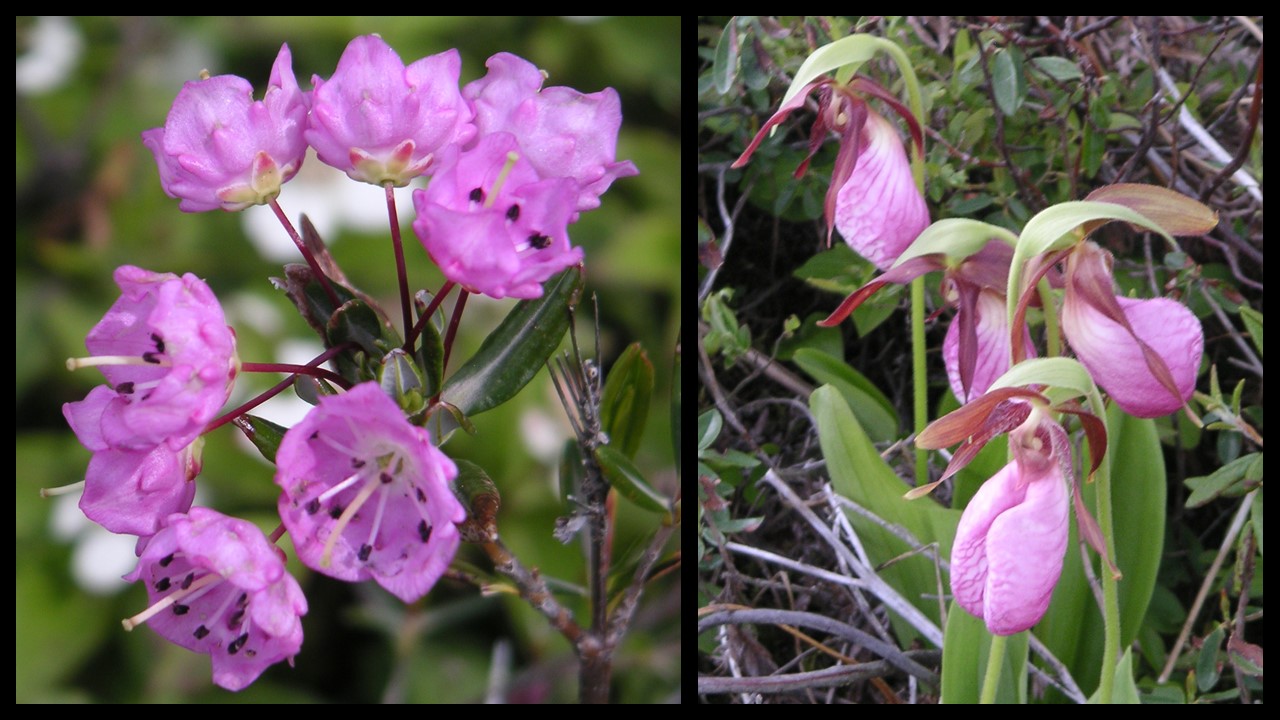 Kalmia polifolia (Ericaceae) LHS, and Cypripedium acaule (Orchidaceae) RHS - serpentine habitat Mt Olivine Quebec