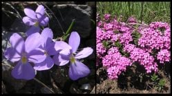 Serpentine plants, northern Italy:  Endemic Viola bertolonii (Violaceae) (LHS) and Daphne cneorum (Thymelaeaceae) (RHS).