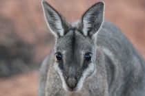Bridled nailtail wallaby. (Photo: Kylie Robert)