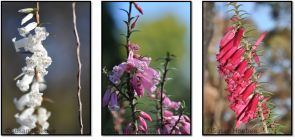 Colour morphs of the State Floral emblem common heath, Epacris impressa. Evolution and breeding systems are studied by the plant reproduction group. (Photo: Susan Hoebee)