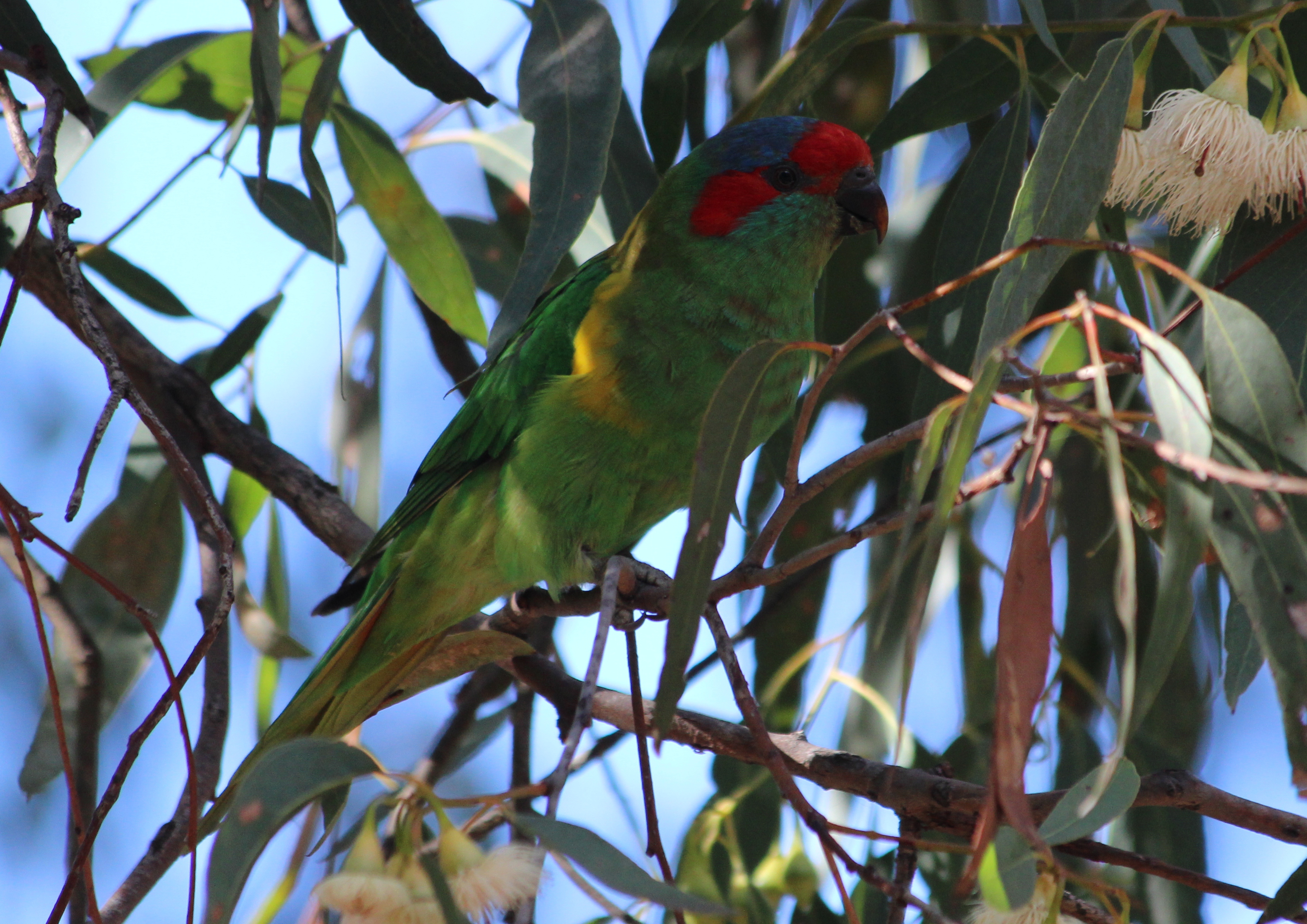 La Trobe Wildlife Sanctuary La Trobe University - 