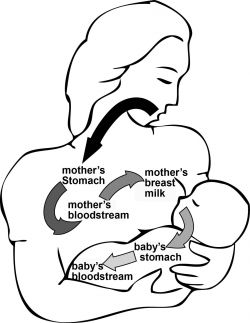pathway of medicines while breastfeeding