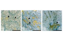 Maria Jelinic Group - Project 1