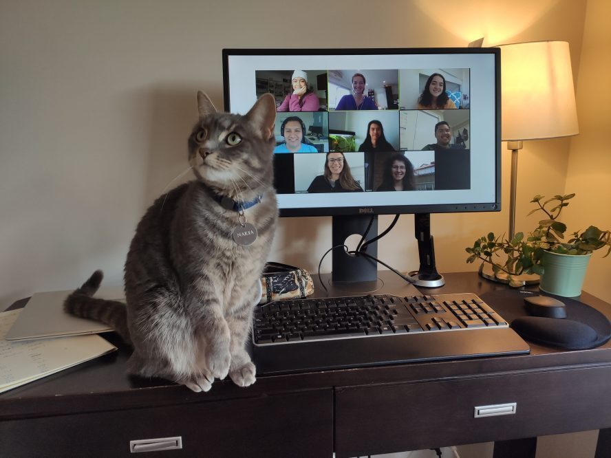 Coralie's cat Nakia has been contributing to Zoom lab discussions.
