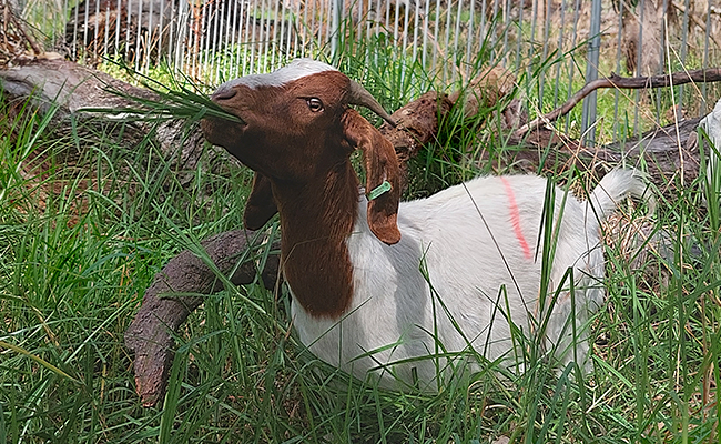 Meet the new members of our land management team!