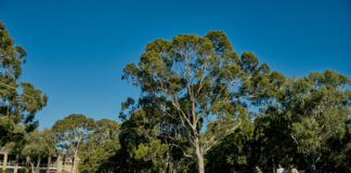 Students in front of trees at the Bundoora campus