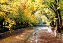Autumn leaves at La Trobe University.