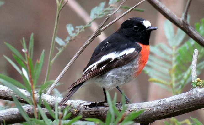 Bird at Nangak Tamboree Wildlife Sanctuary