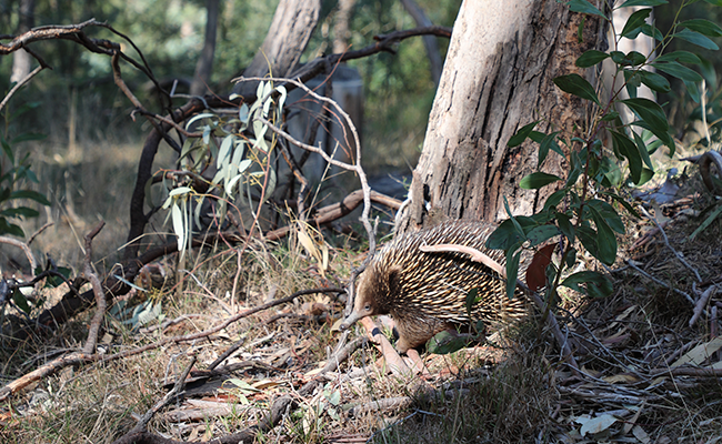 Echidna at Nangak Tamboree Wildlife Sanctuary
