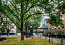 A tree surrounded by buildings at the La Trobe Bundoora campus