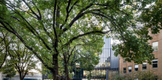 A tree surrounded by buildings at the La Trobe Bundoora campus