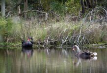 Bird flu: protecting wildlife and our campus community