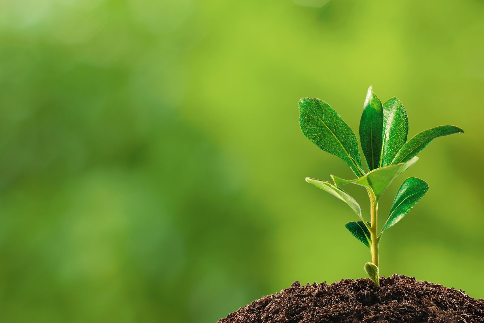Understanding plant growth, News, La Trobe University