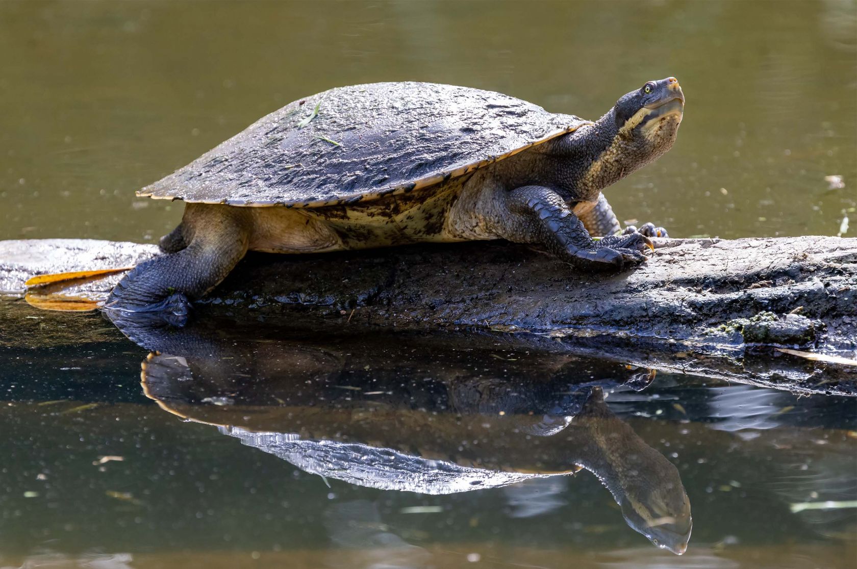 Saving Australia's Turtles, News, La Trobe University